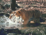 tiger play