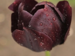Raindrop on Dark Tulip