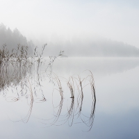 Morning Mist Tranquility