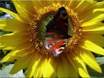 Butterfly on Sunflower