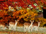 FOUR FAWNS in AUTUMN