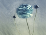 Rose Blue