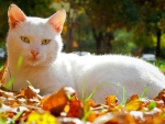 Autumn Cat