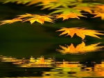 Autumn Leaves Reflection