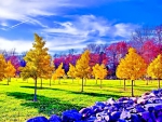 SMALL YELLOW TREES in AUTUMN