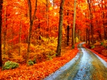 Autumn forest road