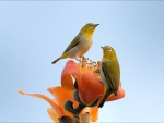 Two Birds on Flowers