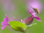 Bee on Purple Flowers