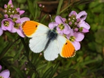 Butterfly on Flowers