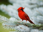 Beautiful Cardinal
