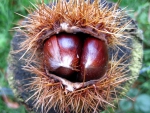 Chestnut
