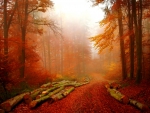 Misty autumn forest
