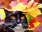 Autumn cat
