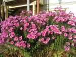 Autumn Aster