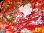 AUTUMN LEAVES