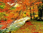 FOREST CREEK in AUTUMN