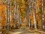 Birch Forest in Autumn