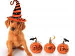 Halloween Puppy