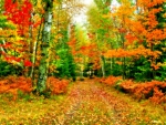 AUTUMN PATHWAY