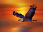 An Eagle Flight