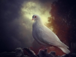 Pure white Dove