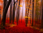 Autumn forest