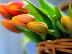 Basket of tulips