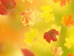 Autumn Leaves