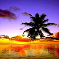 Palm Tree in the Sunset