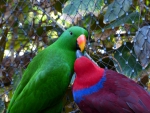 Noble Parrots