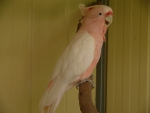 Pink Coakatoo