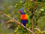 Rainbow Lorikeet