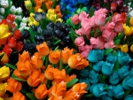 Colorful Tulips