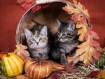We love  autumn !