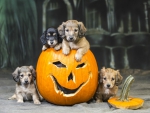 Halloween Puppies