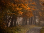 Autumn Forest