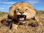 Lion furious