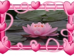 Pink Lotus