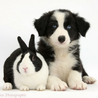 Rabbit and border collie