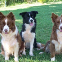 3 Border Collies