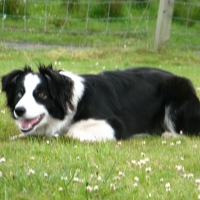 Black Border Collie