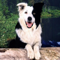 Happy Border Collie