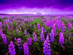 LUPINE FIELDS