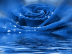 A beautiful blue rose