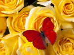 Red Butterfly on Yellow Roses