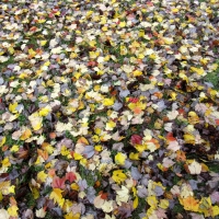 Yellow Leaves of Fall