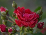 Lovely rose with buds
