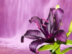Purple lily at waterfall