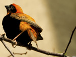 Orange Bishop