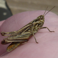 Grasshopper close up